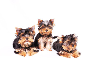 Three Yorkshire terrier puppy