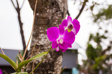 Purple orchid in a garden with green bokeh background.