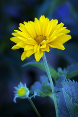 Fototapeta premium Arnica blossoms
