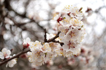 Flowering branch of apricot in the garden closeup