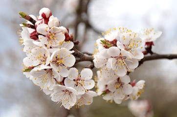 Fototapeta premium Flowering branch of apricot in the garden closeup