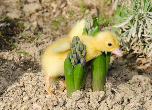 Piccola papera incastrada sui fiori