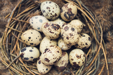 Fototapeta premium Nest with eggs of quails