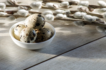 Easter composition - quail eggs and blooming willow