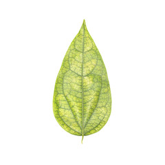 Green leaf isolated on a white background