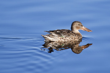 Pato cuchara nadando sobre aguas azules