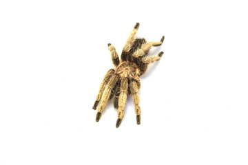 Tarantula Isolated on white Background