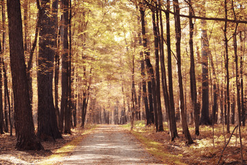 Landscape autumn in a golden forest