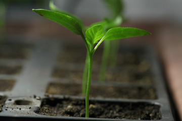 green seedling sprouts
