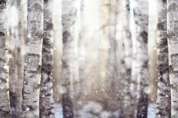 landscape in a forest in the early winter snow falls