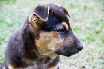 Close up the face black little dog