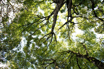 Looking up in Forest - Green Tree branches nature abstract