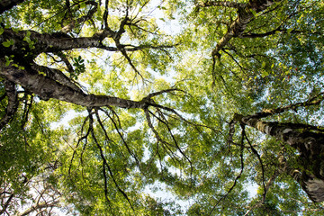 Looking up in Forest - Green Tree branches nature abstract