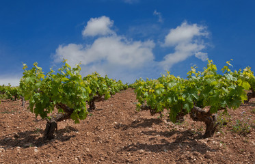 Fototapeta na wymiar Young vineyard on the blue sky Cyprus