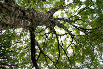 Fototapeta premium Looking up in Forest - Green Tree branches nature abstract