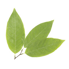 Fototapeta premium Green leaf isolated on a white background