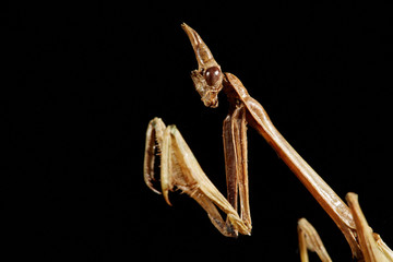 Portrait Empusa. Dry insect from the collection.