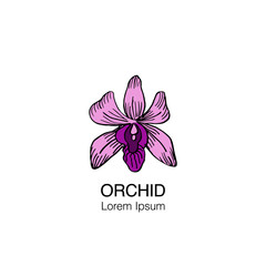 Dendrobium orchid flower black and white hand drawn vector sketch 