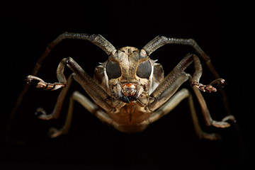 Portrait of beetle cerambycidae. Batocera lineolata.