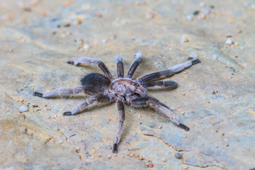 close up Tarantula on ground