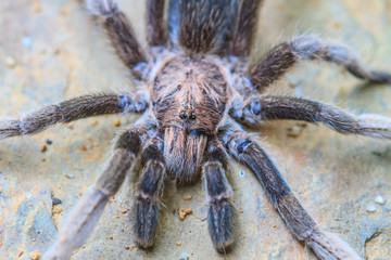 close up Tarantula on ground