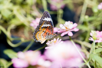 Close up of male leopard lacewing (Cethosia cyane euanthes) butterfly perching on zinnia flower