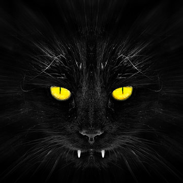 Black cat in dark close-up