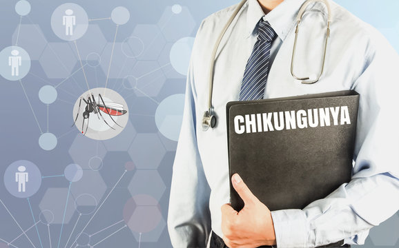 doctor with document file word chikungunya on mosquito modern medical background