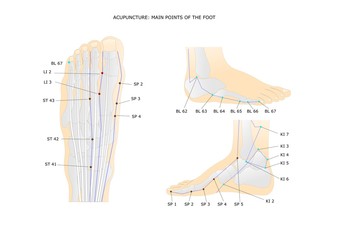 acupuncture: main points of the foot and ankle - obrazy, fototapety, plakaty