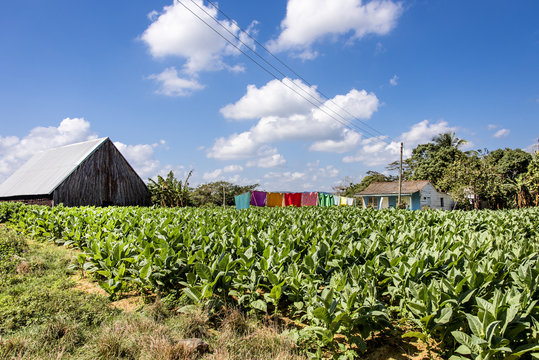 Kuba, Westkuba: Blick auf traditionelle Tabakplantage mit Tabakfeld, H&auml;usern, W&auml;scheleine und blauem Himel im Hintergrund - Konzept Ackerbau Landwirtschaft Tabakanbau Zigarre