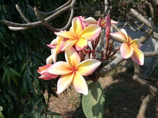 Flower : Plumeria 