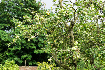 tree with green apples