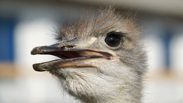 Ostrich head closeup.