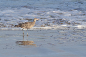 Zarapito en el mar