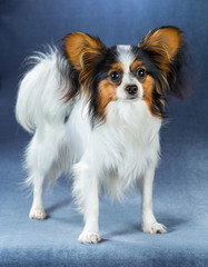 Young dog of breed papillon 