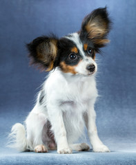 Funny Puppy Papillon