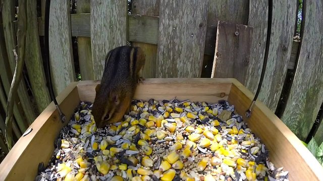 Chipmunk in the feeder