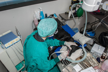 Le vétérinaire chirurgien effectue un détartrage et des soins dentaires sur un chien. Le...