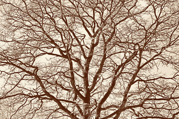 silhouette of bare tree. Toning in sepia, vintage style