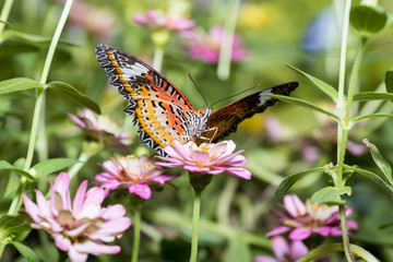 Close up of male leopard lacewing (Cethosia cyane euanthes) butterfly perching on zinnia flower