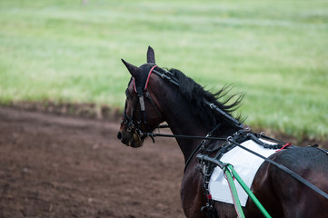 Horse on the racetrack