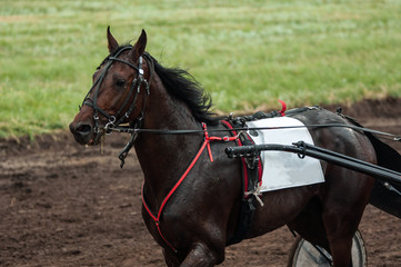 Horse on the racetrack