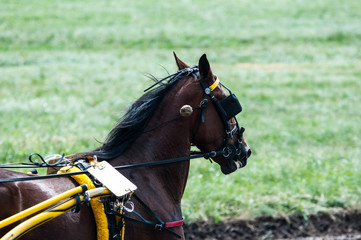 Obraz premium Horse on the racetrack