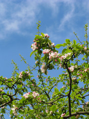 Spring, Blossom tree over blue sky, background
