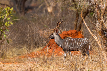 Naklejka na ściany i meble Großer Kudu im Tsavo Nationalpark