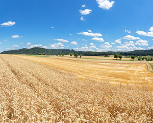 Weizenfeld vor einem Stoppelfeld in ländlicher Landschaft 
