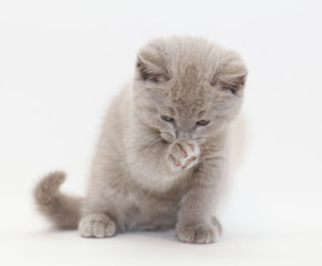 gray cute little kitten British