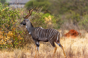 Großer Kudu