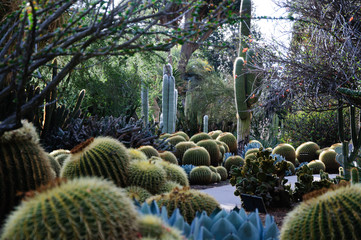 Blooming of different cactus with flowers in desert