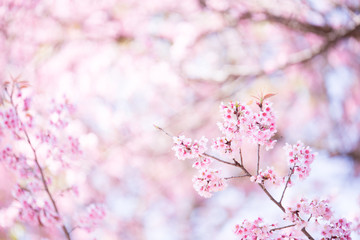 Sakura Flower or Cherry Blossom With Beautiful Nature Background